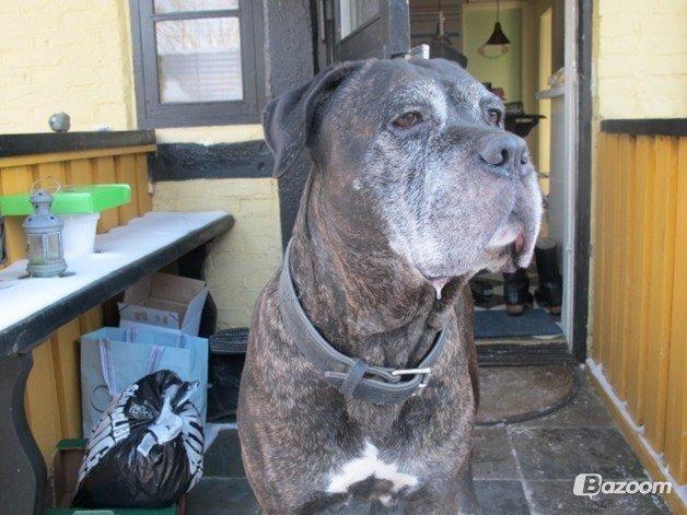 Cane corso Vitus - Jeg vogter her! Bea's Bed And Breakfast på Møn billede 12