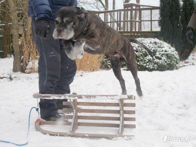 Cane corso Vitus - Højt flyvende billede 3