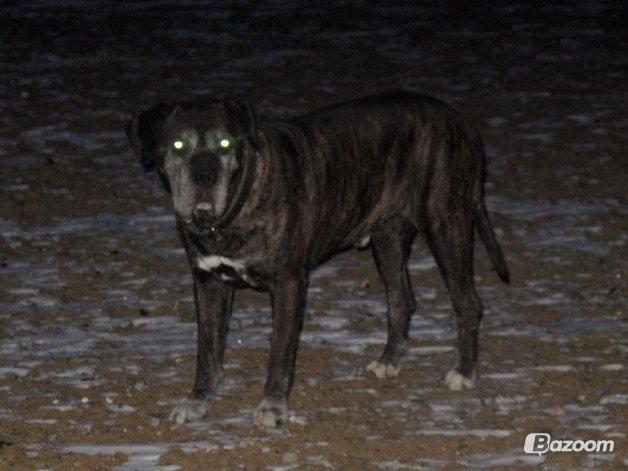 Cane corso Vitus billede 7
