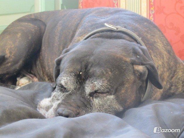 Cane corso Vitus - En morfar om dagen, er sundt.. Vitus mener at der skal 10 til ;) billede 8