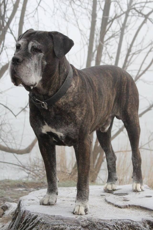Cane corso Vitus - Den gamle herre holder sig nu meget godt, på hans 10 år billede 1