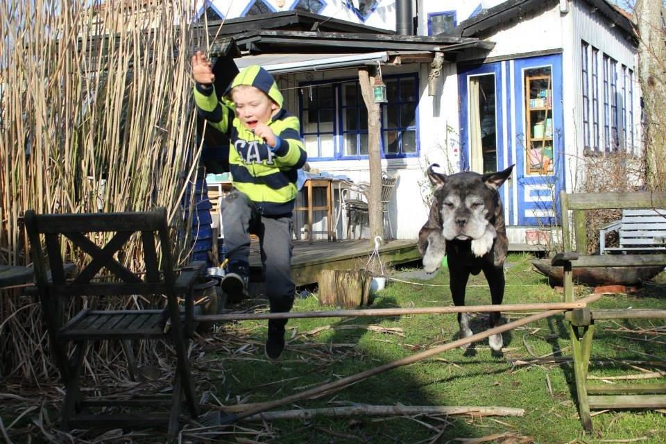 Cane corso Vitus - Læg gerne en kommentar og bedømmelse :) billede 17