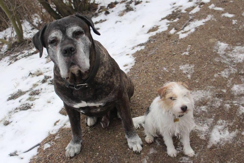 Cane corso Vitus - Mine to dejlige hunde - Vitus og Pepsi :) billede 5