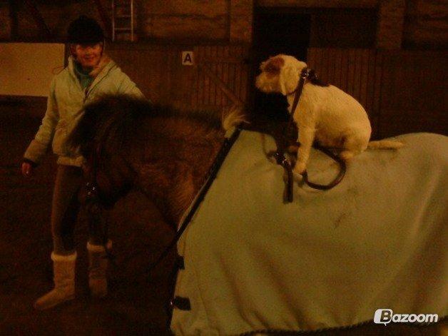 Parson russell terrier Zanira Pepsi - Pepsi på ridetur billede 6