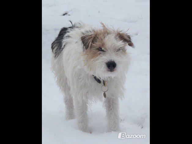 Parson russell terrier Zanira Pepsi billede 8