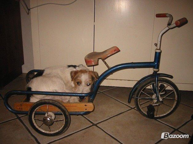 Parson russell terrier Zanira Pepsi billede 15