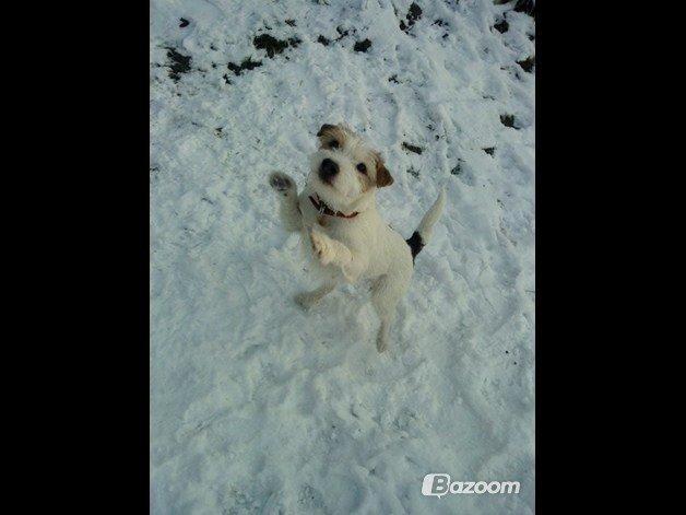 Parson russell terrier Zanira Pepsi - Læg gerne en kommantar og bedømmelse :) billede 30