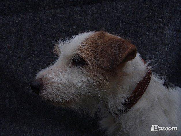 Parson russell terrier Zanira Pepsi billede 10