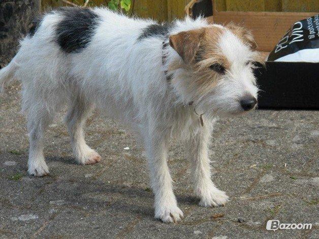 Parson russell terrier Zanira Pepsi billede 19