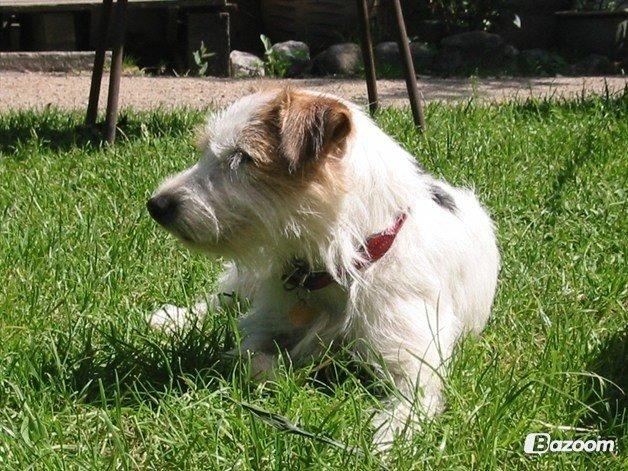 Parson russell terrier Zanira Pepsi billede 13