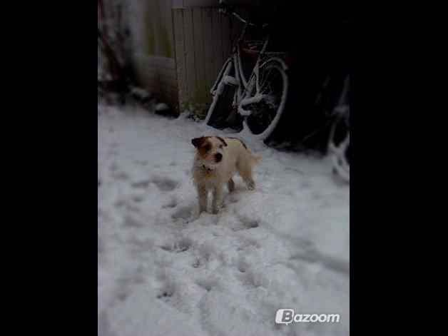 Parson russell terrier Zanira Pepsi billede 14
