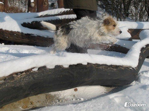 Parson russell terrier Zanira Pepsi billede 21