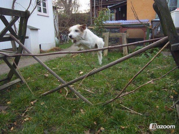 Parson russell terrier Zanira Pepsi billede 12