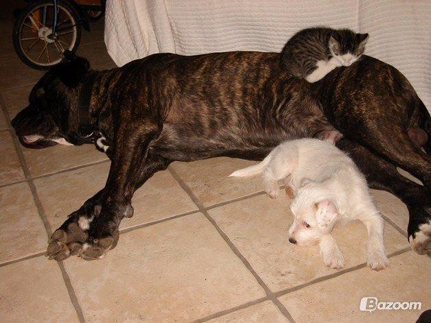 Cane corso Vitus - Onkel Vitus på hans yngre dage. Det er godt at der er sådan en stor hund til at passe på hvalpe og killinger ;) billede 4