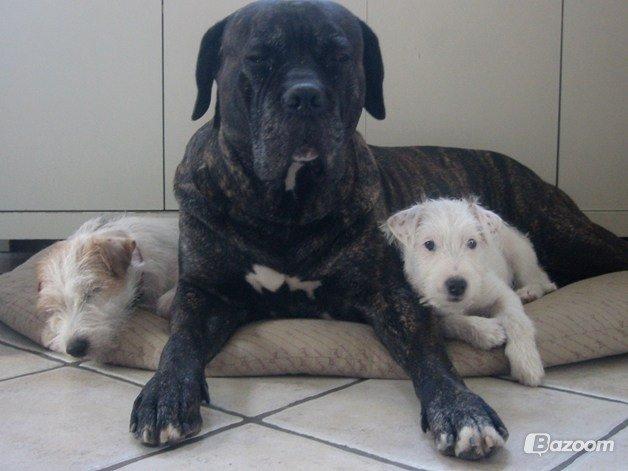 Cane corso Vitus - Pepsi, Vitus, og Q'kie (Pepsi's hvalp) billede 15