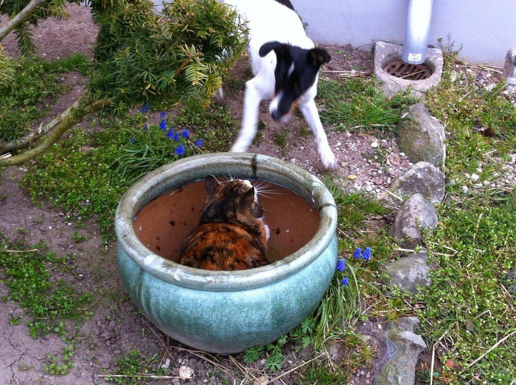 Glathåret foxterrier Coco Kildegaard - Coco og Tossemis billede 8