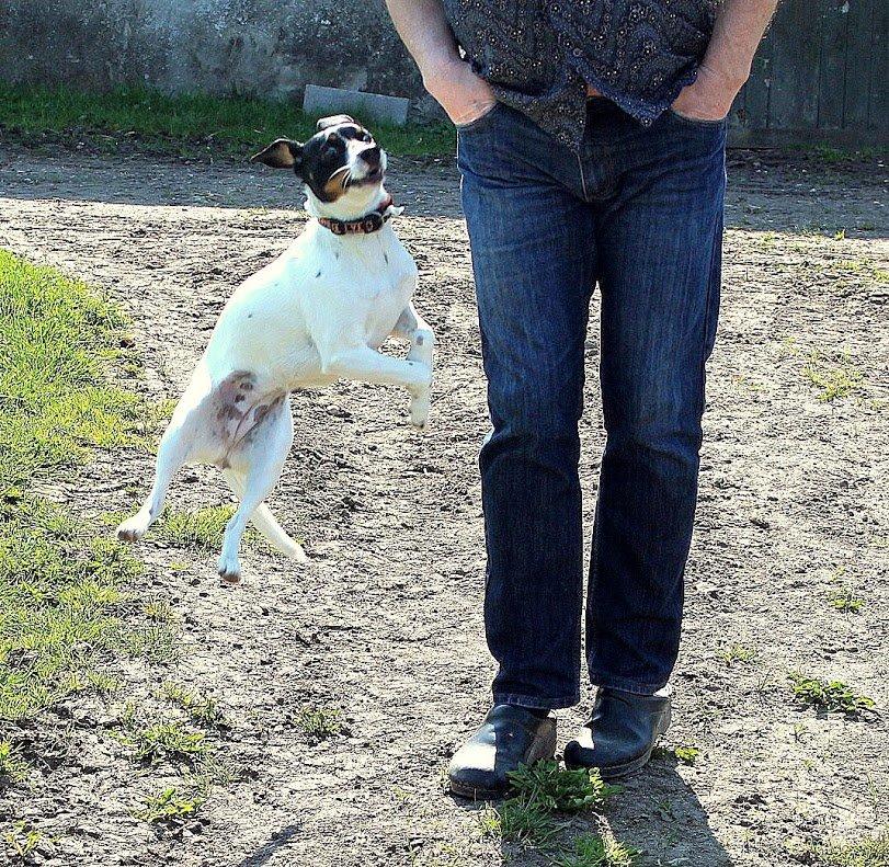 Glathåret foxterrier Coco Kildegaard - Coco og Ole billede 11