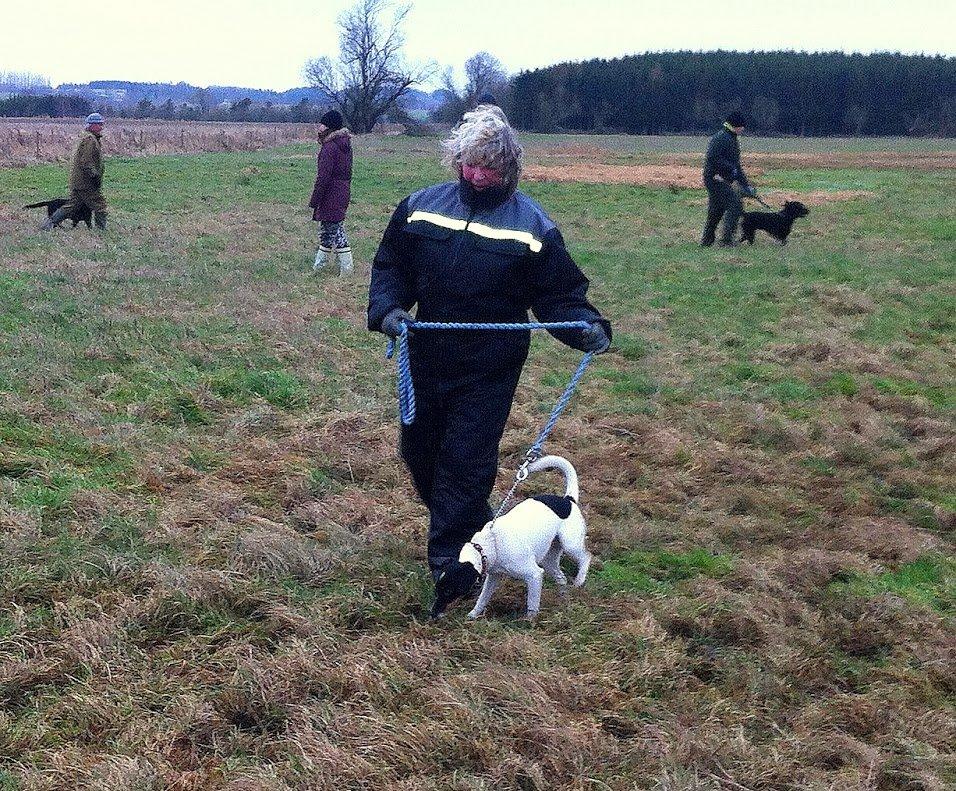 Glathåret foxterrier Coco Kildegaard - Coco til hundetræning med min mor som fører billede 12
