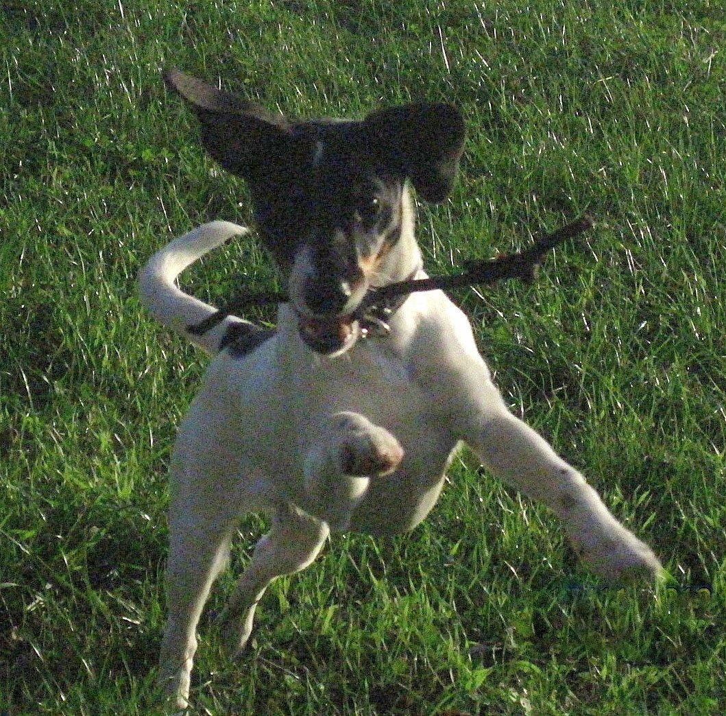 Glathåret foxterrier Coco Kildegaard - Hopla Coco billede 13