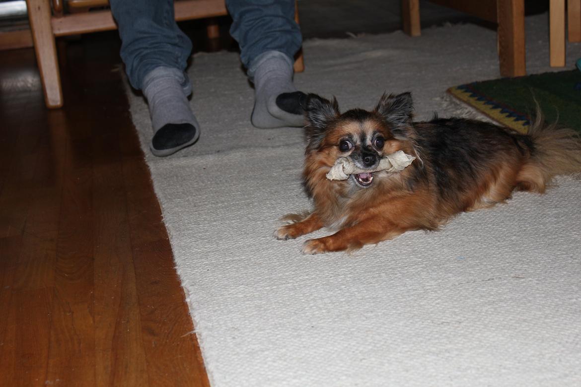 Chihuahua Coco billede 4
