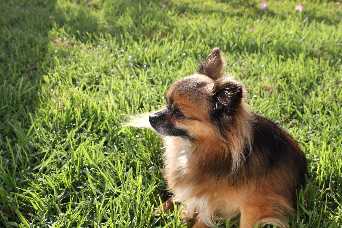 Chihuahua Coco billede 3