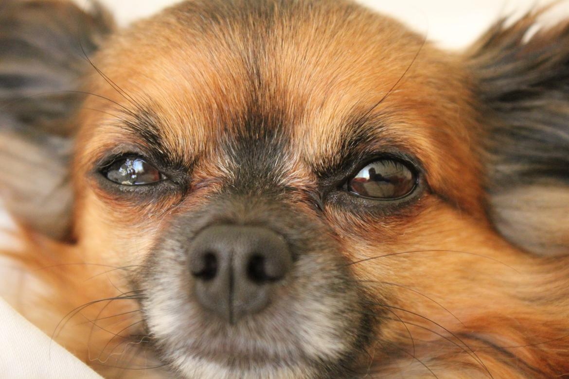Chihuahua Coco billede 1