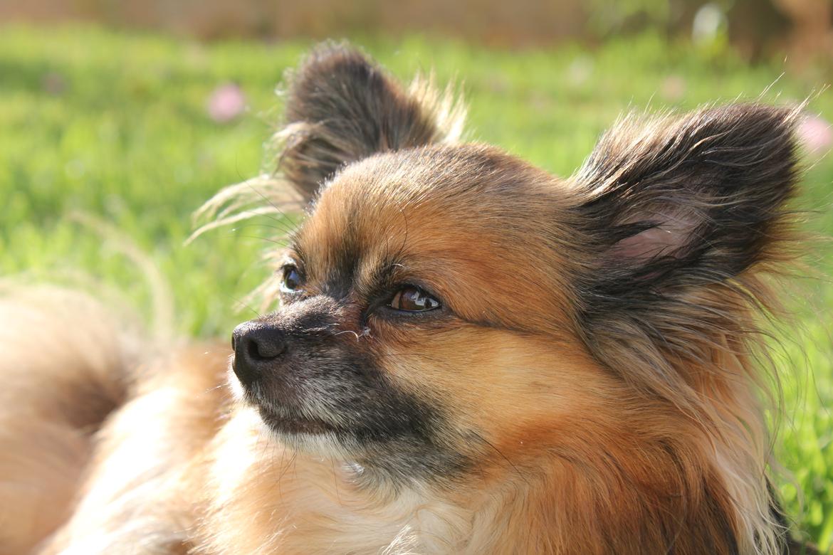 Chihuahua Coco billede 2
