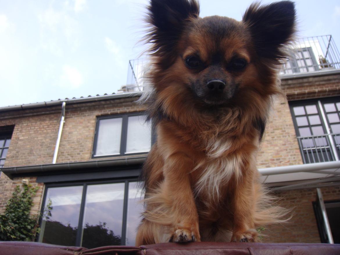 Chihuahua Coco billede 5