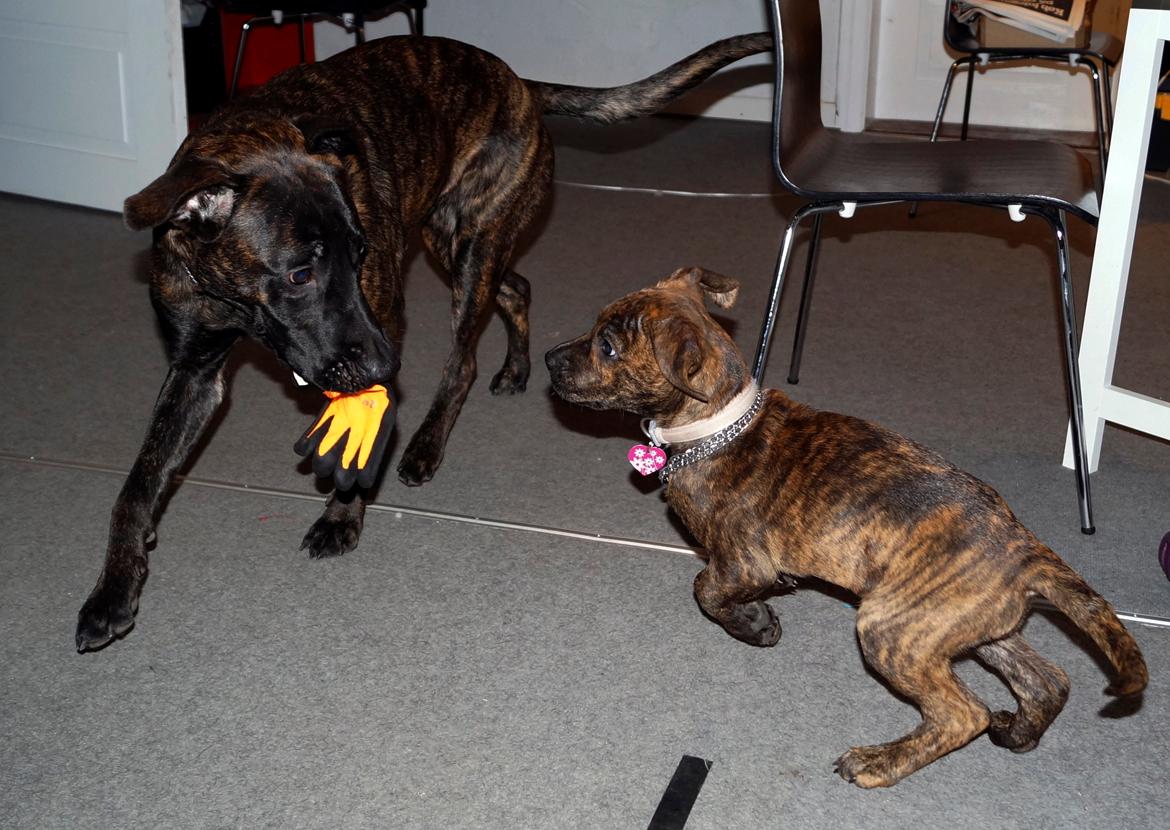 Blanding af racer Sif billede 27