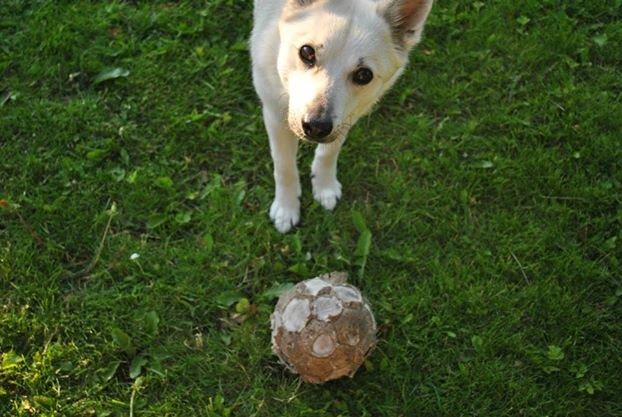 Norsk buhund Silla billede 1