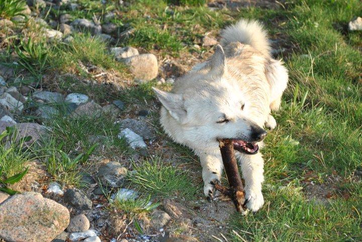 Norsk buhund Silla billede 2