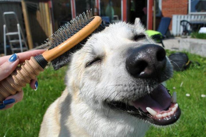 Norsk buhund Silla billede 3