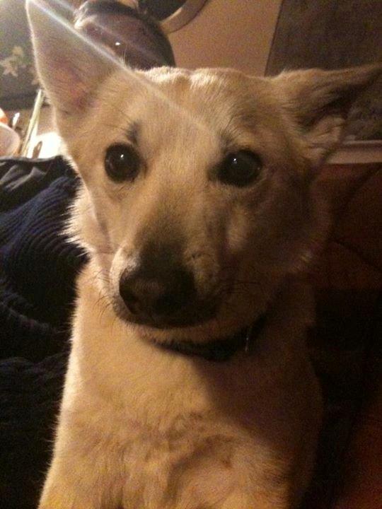 Norsk buhund Silla billede 4