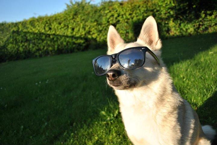 Norsk buhund Silla billede 5