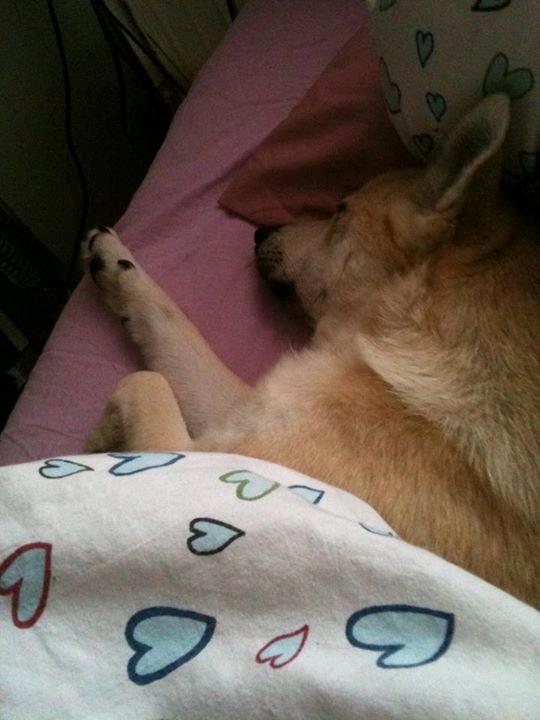 Norsk buhund Silla billede 6