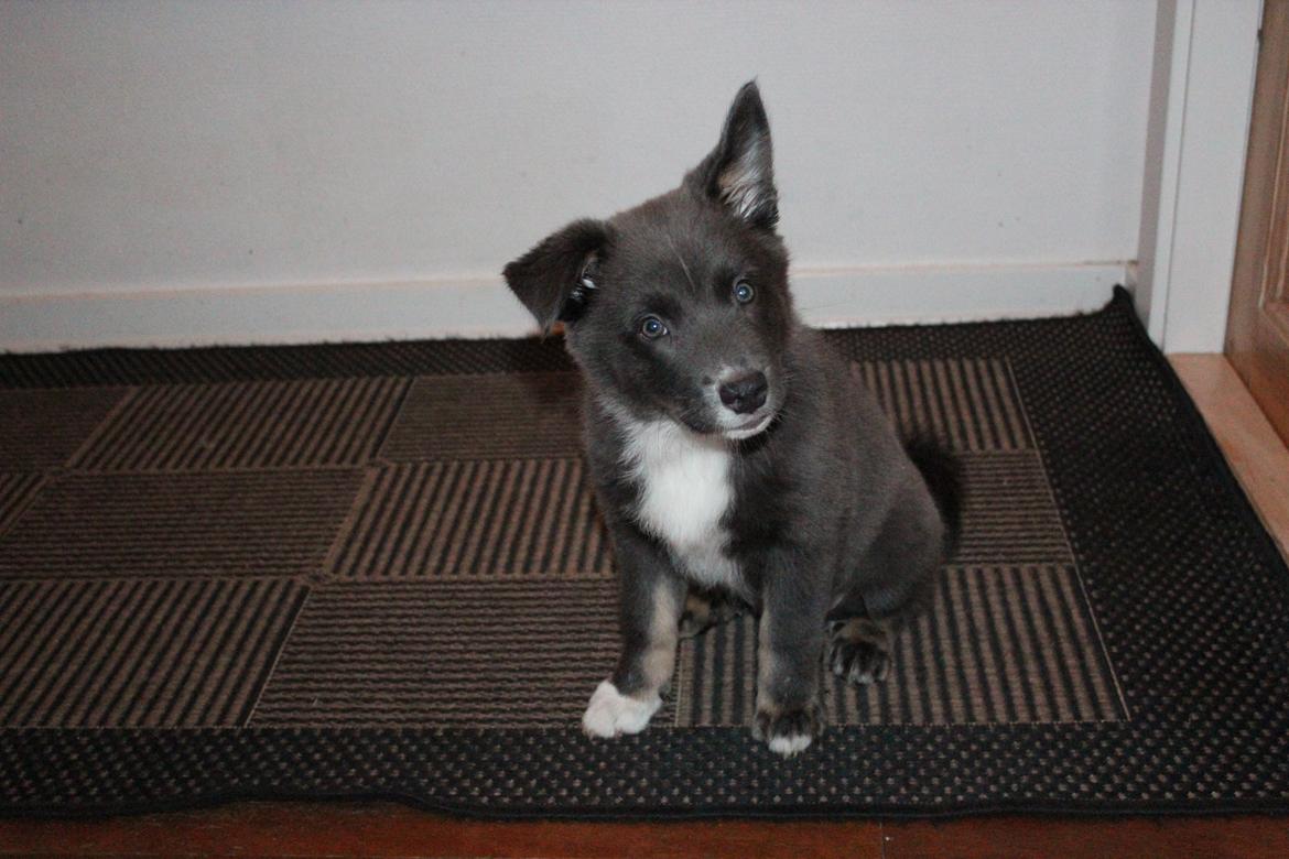 Islandsk fårehund Frekja billede 9