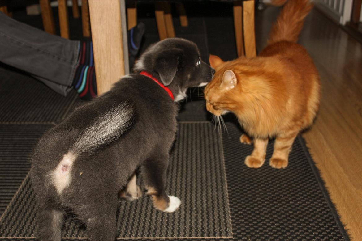 Islandsk fårehund Frekja billede 10