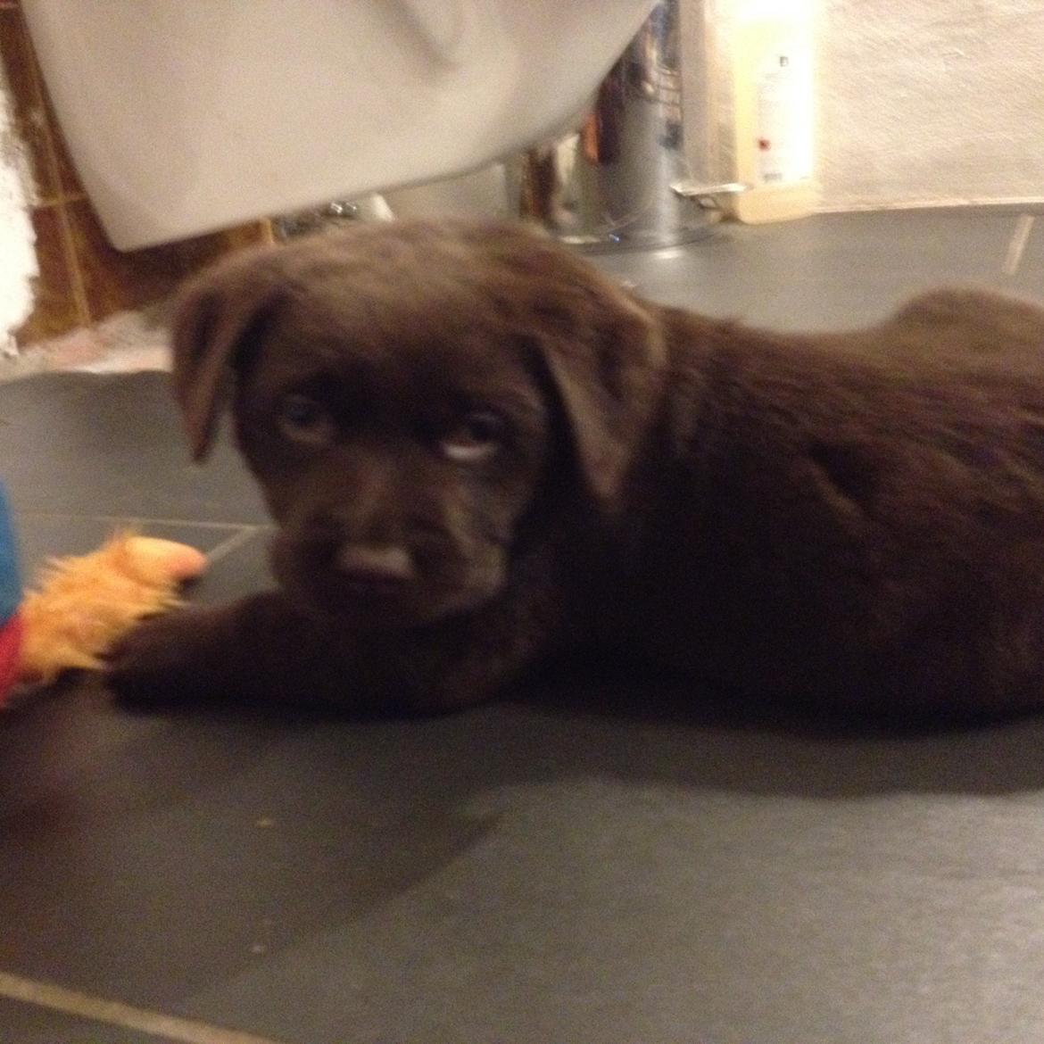 Labrador retriever Knuma Jikke Junior  - 7 Uger. billede 3