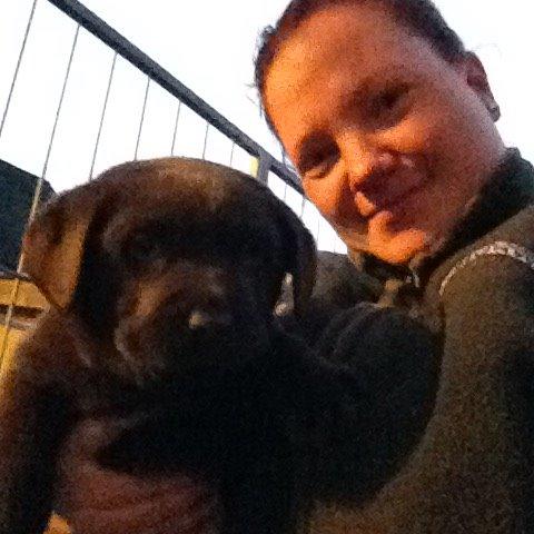 Labrador retriever Knuma Jikke Junior  - 7 Uger. billede 4