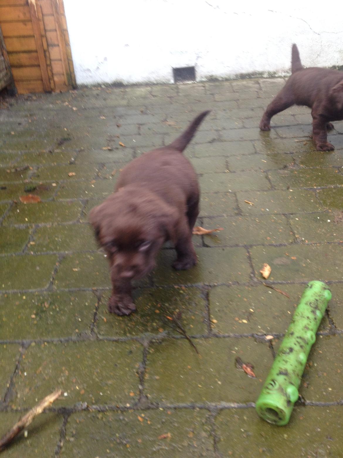Labrador retriever Knuma Jikke Junior  - 7 Uger. billede 5