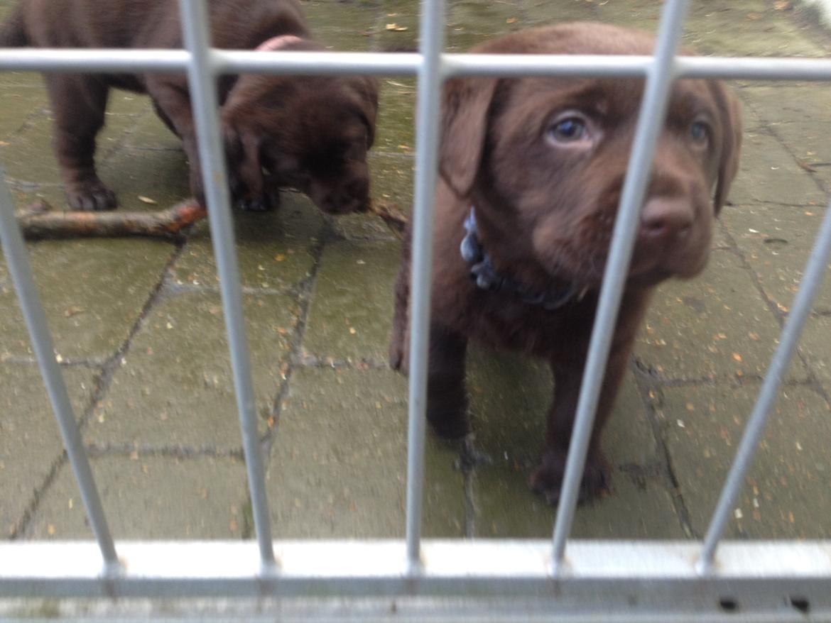 Labrador retriever Knuma Jikke Junior  - 7 Uger. billede 6