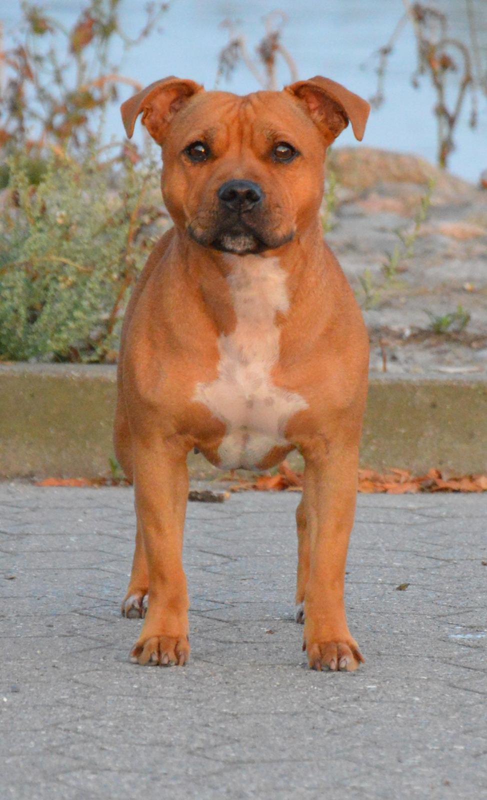 Staffordshire bull terrier Maggie billede 5