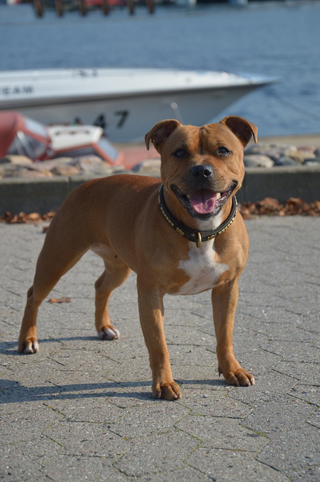 Staffordshire bull terrier Maggie billede 4