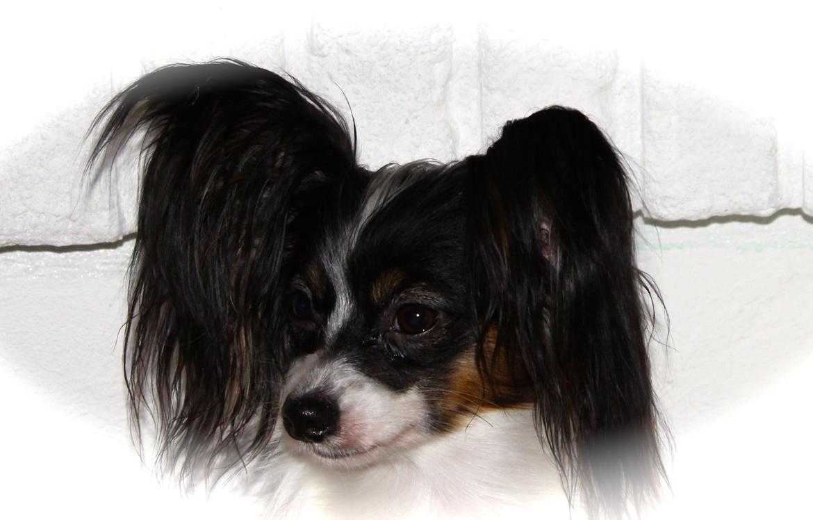 Papillon Flowerbirds Zia Be My Beauty - Zia 15 mdr. <3 billede 2