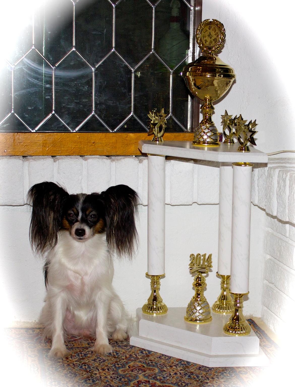 Papillon Flowerbirds Zia Be My Beauty - Min smukke tæve Zia <3 billede 1