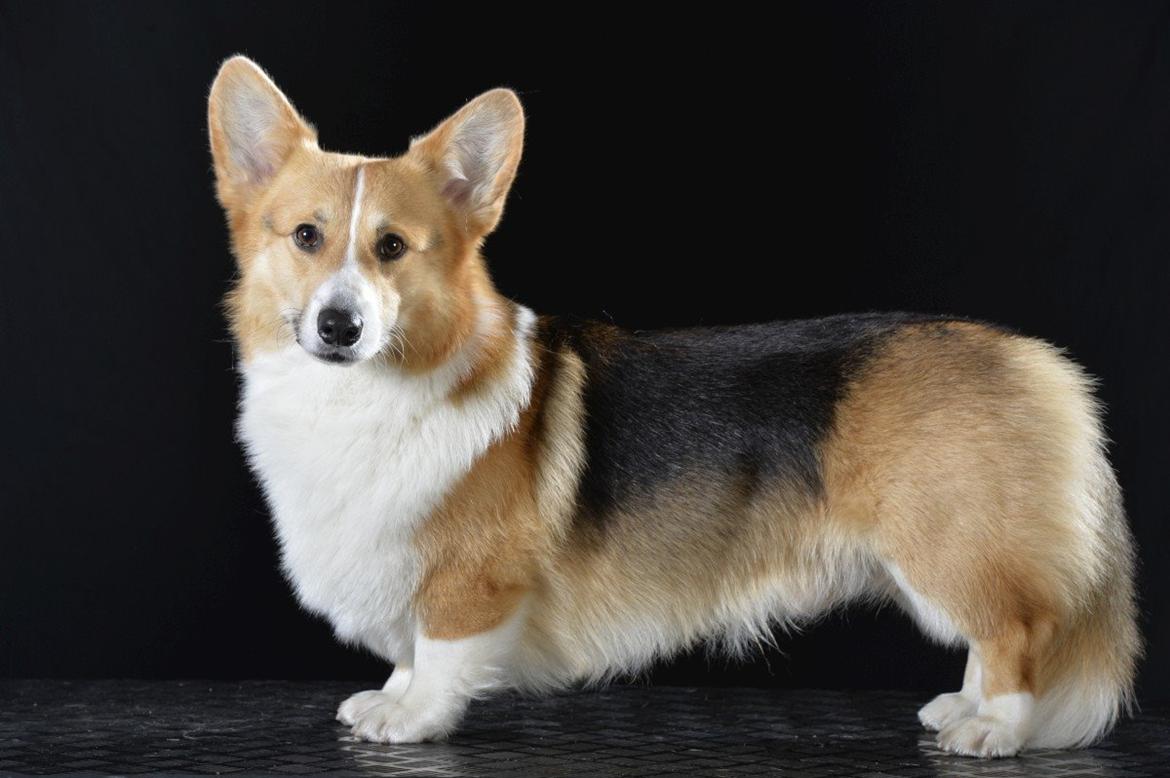 Welsh corgi pembroke Dideriksen´s Egon Olsen billede 1