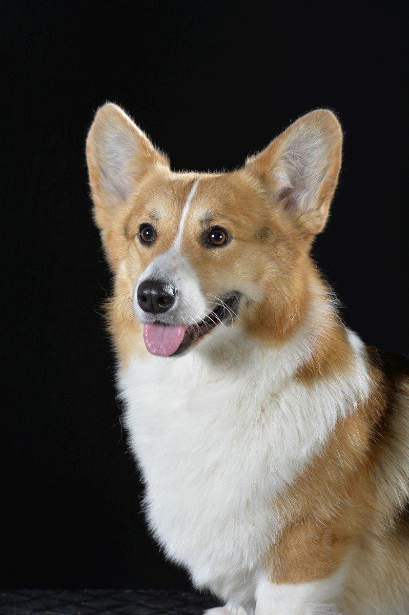 Welsh corgi pembroke Dideriksen´s Egon Olsen billede 2