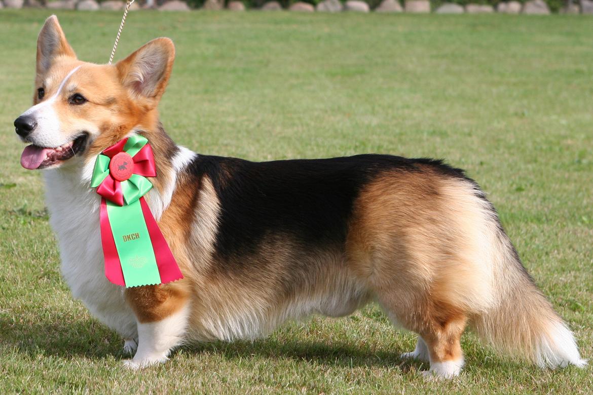 Welsh corgi pembroke Dideriksen´s Egon Olsen billede 4