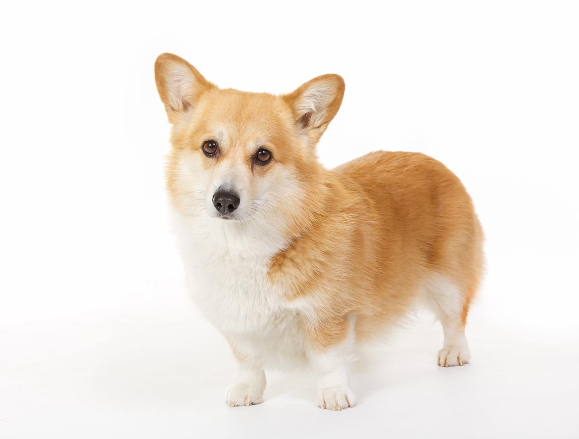 Welsh corgi pembroke Rehder´s Tanya billede 1