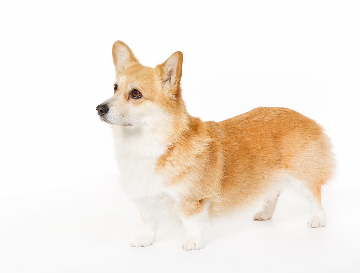 Welsh corgi pembroke Rehder´s Tanya billede 2